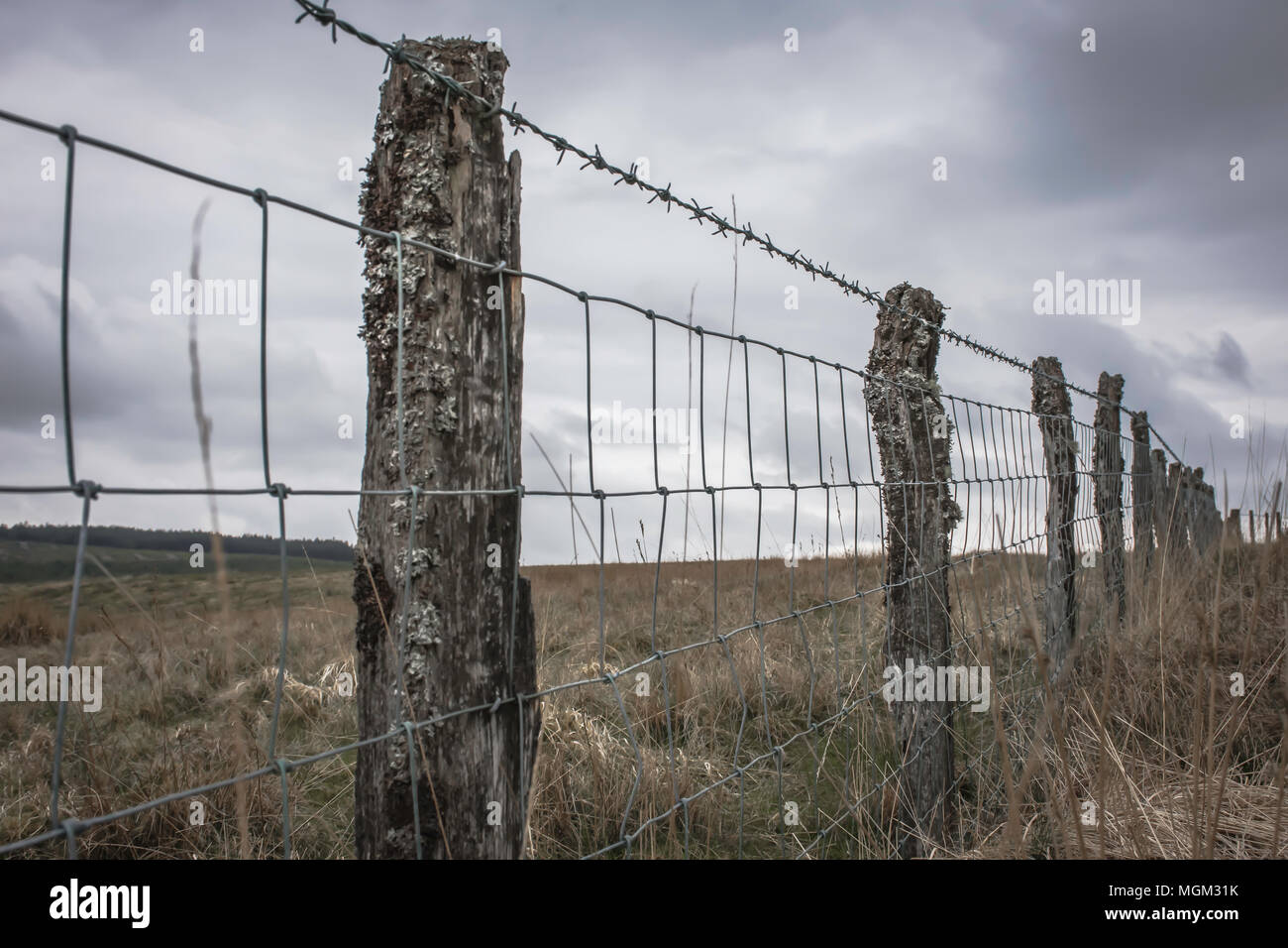 Recinto sul campo nella zona di montagna, rustico posti di legno coperto con moos.cielo drammatico, vacuità, border.Galles del Nord ,Uk.clima britannico e il paesaggio. Foto Stock