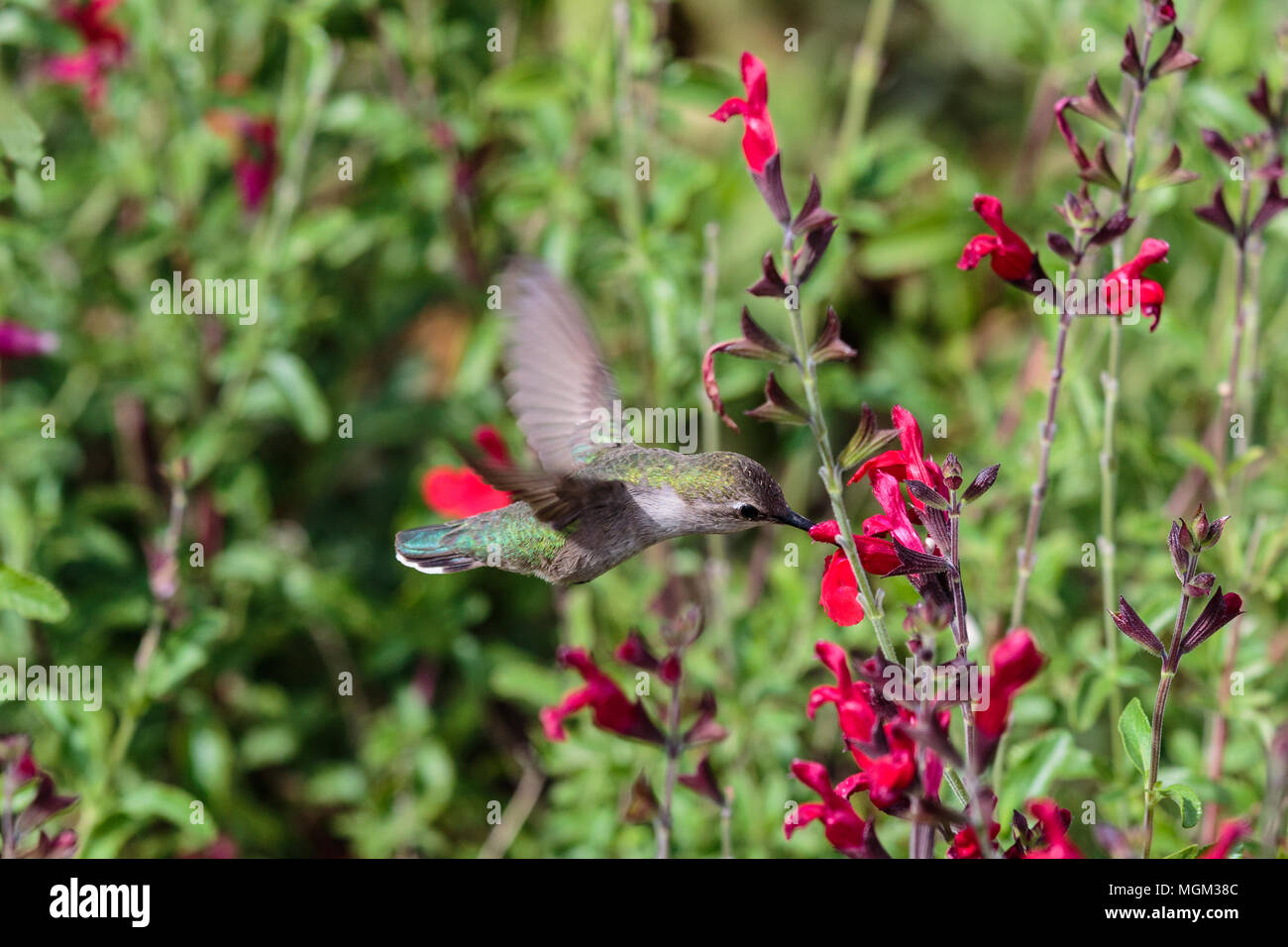 Anna's Hummingbird hovering metà volo, avanzamento sul colore rosso brillante di fiori, in Arizona deserto di Sonora. Foto Stock