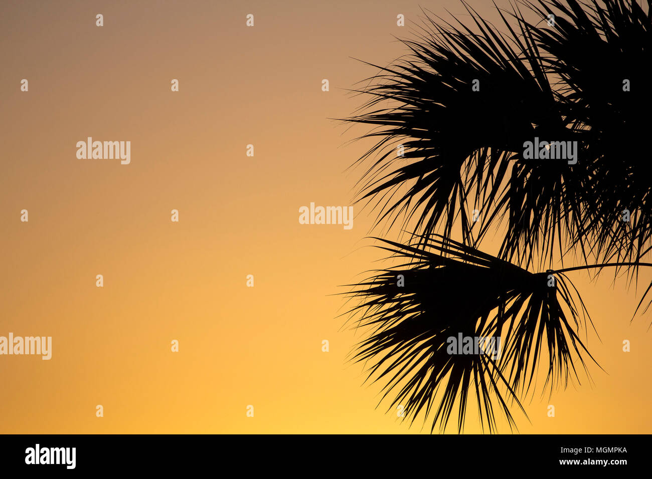 Palmetto sunrise, Florida Foto Stock