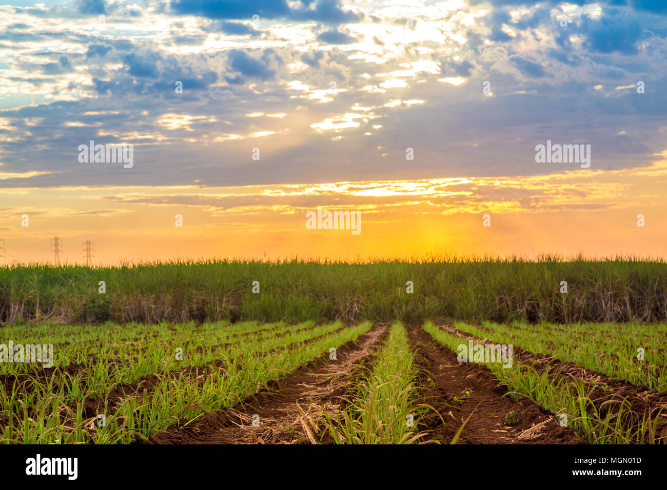 La canna da zucchero piantagione del tramonto bellissimo Foto Stock