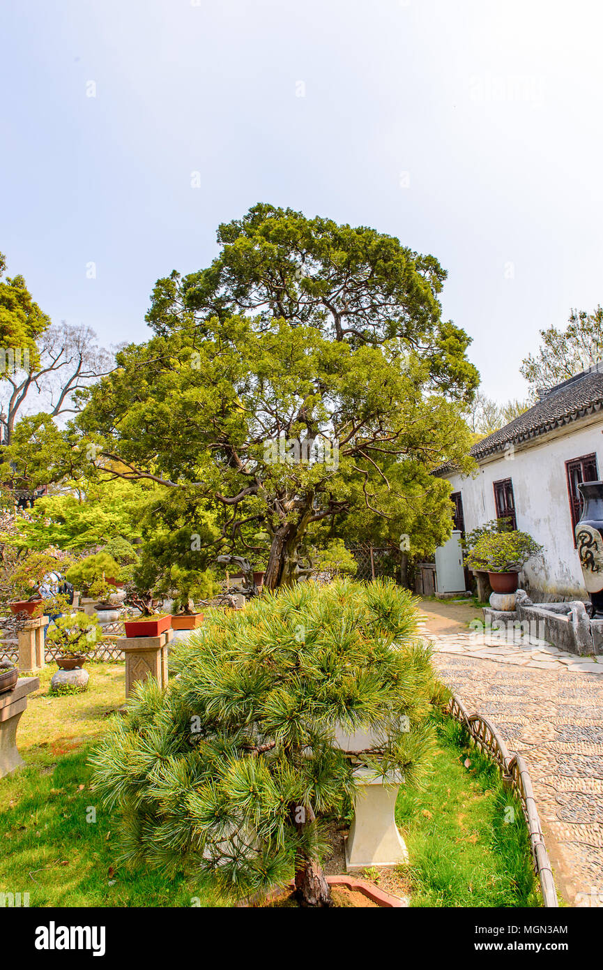 La natura degli umili dell'amministratore del giardino, un giardino Cinese di Suzhou, un sito Patrimonio Mondiale dell'UNESCO Foto Stock