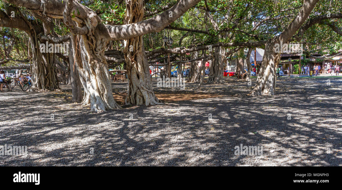 Questo albero di Banyan fu piantato nell'aprile 1873 e segnò il 50° anniversario del lavoro missionario cristiano a Lahaina. L'albero è stato importato dall'India. Foto Stock