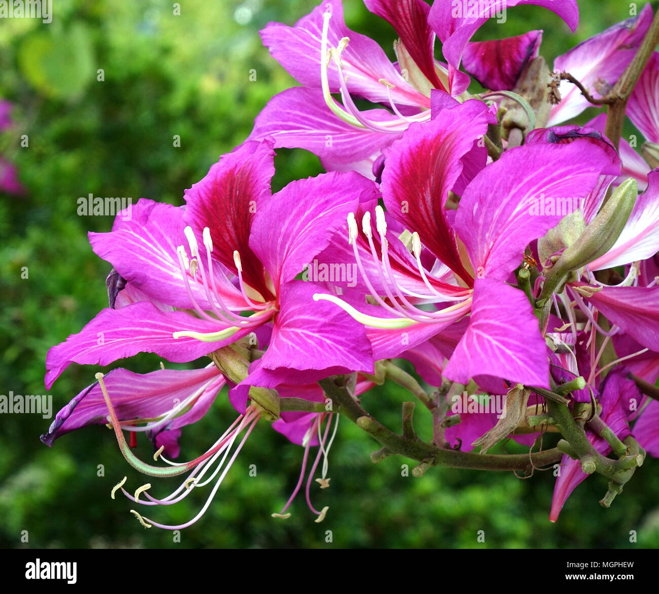 Bauhinia albero delle orchidee fiori, questo fiore è presentato sulla bandiera di Hong Kong Foto Stock