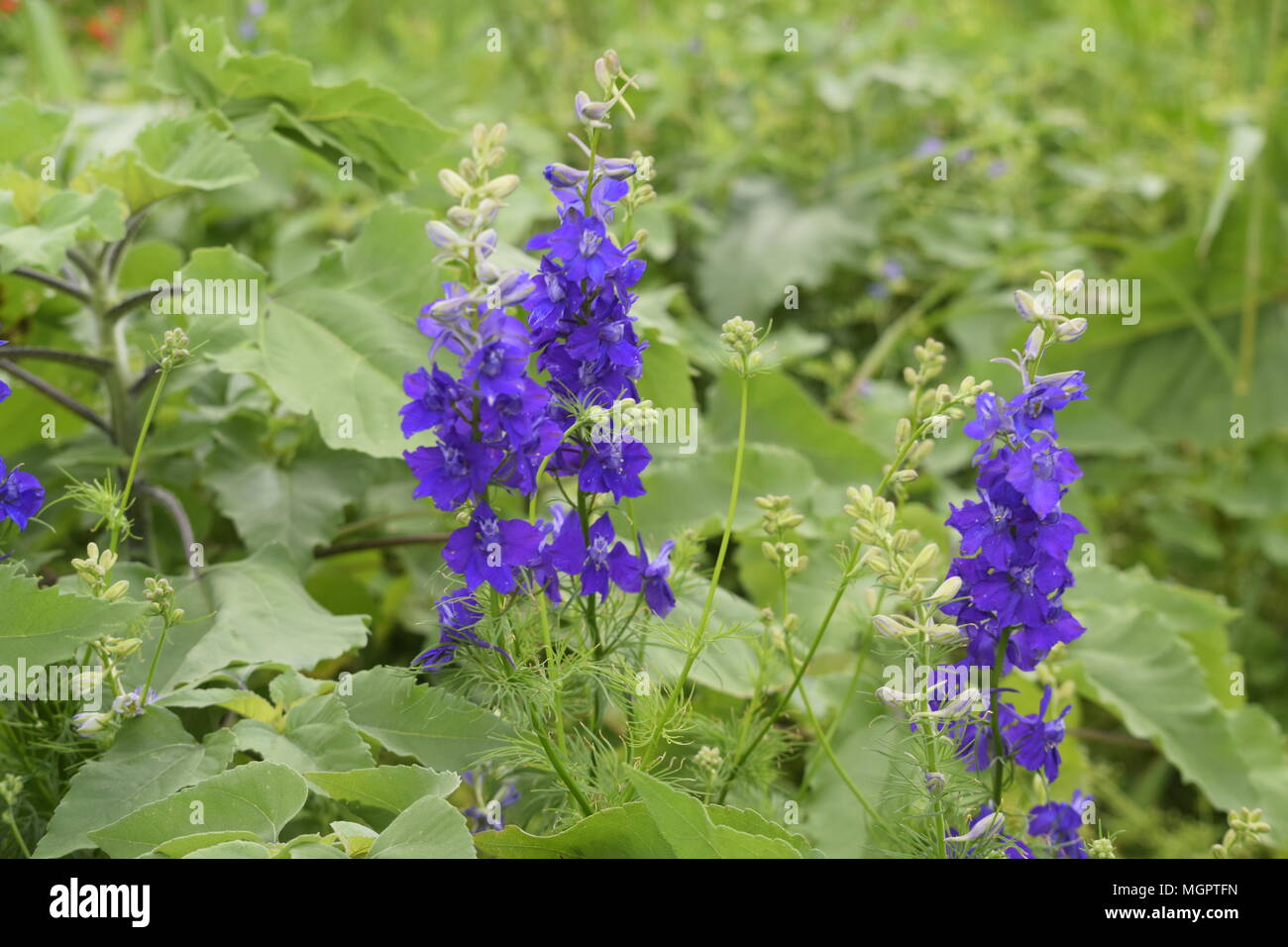 I fiori del Texas Foto Stock