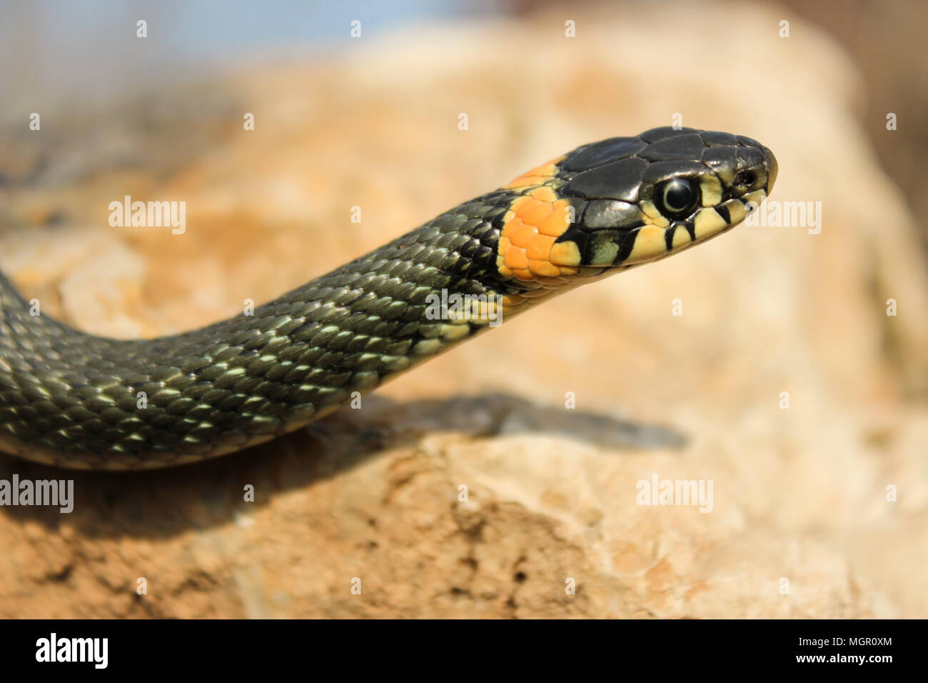 Natrix natrix. Close up della biscia strisciando su una pietra con una testa sollevata Foto Stock