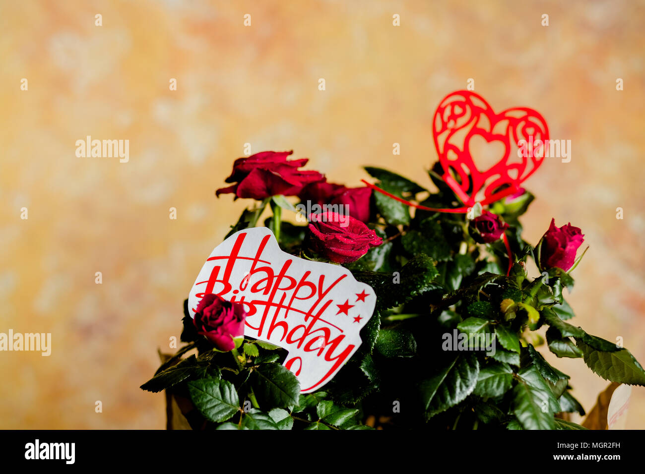 Rose rosse fiori con cuore rosso su sfondo di legno.biglietto di auguri di compleanno con una bella rosa rossa.fiori di colore rosso e il messaggio Buon compleanno, Foto Stock