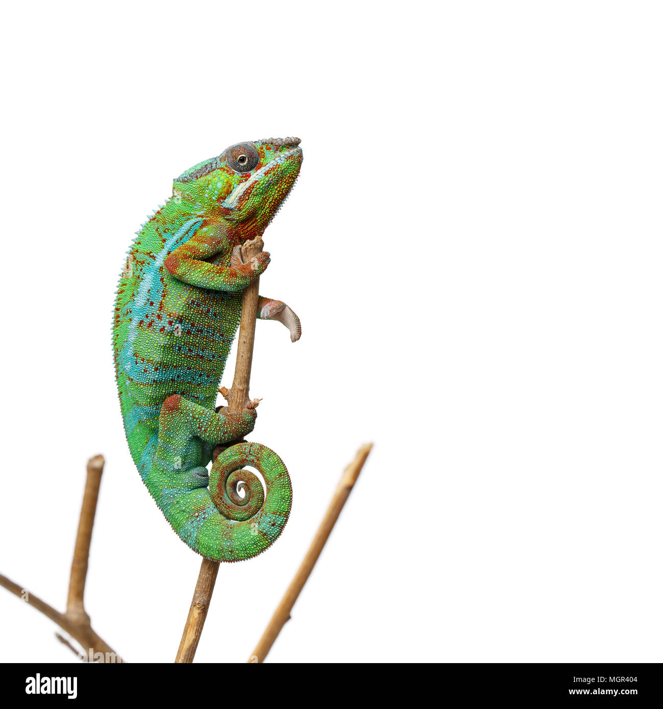 Alive chameleon rettile Foto Stock