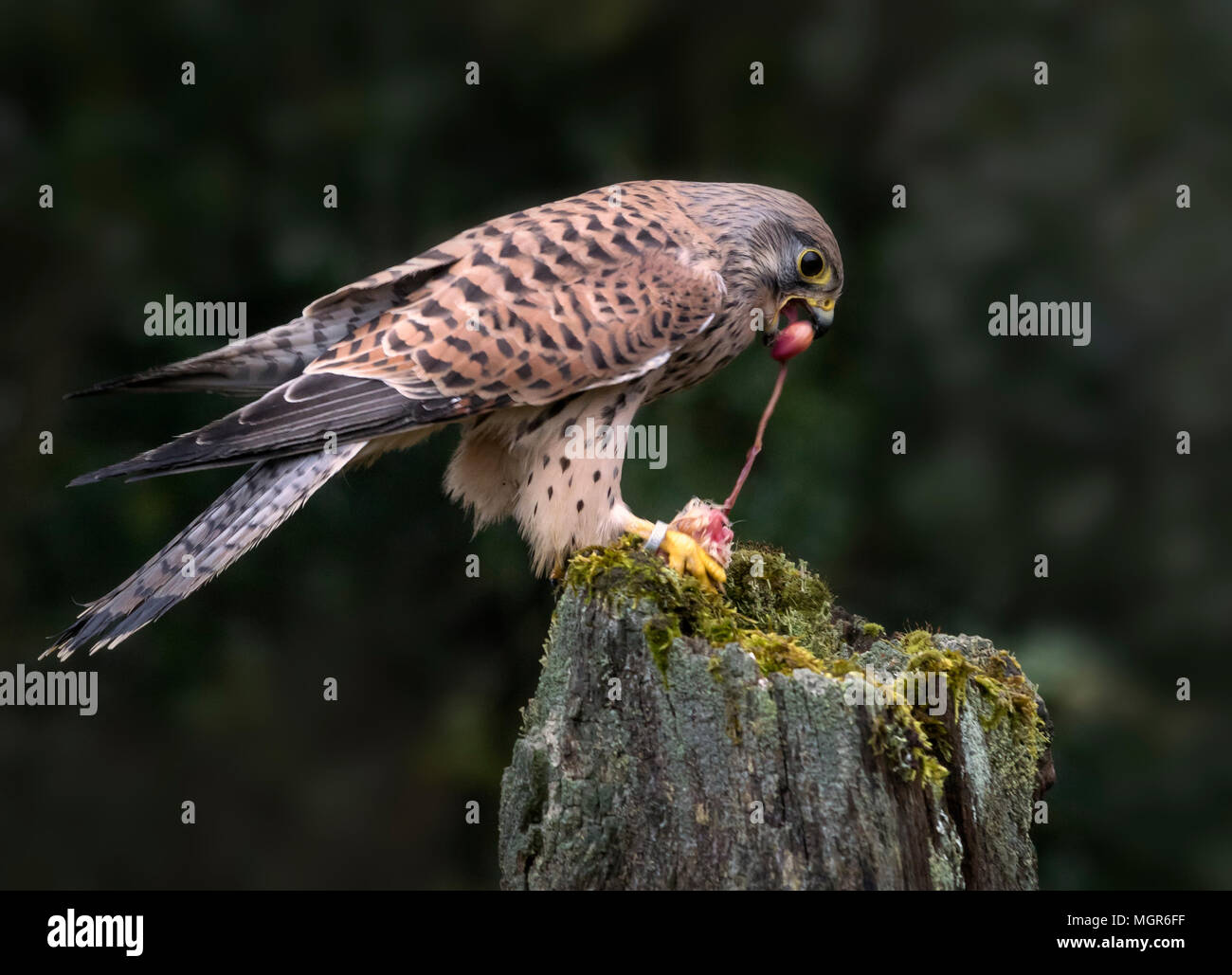 Il Gheppio (captive bird) Foto Stock