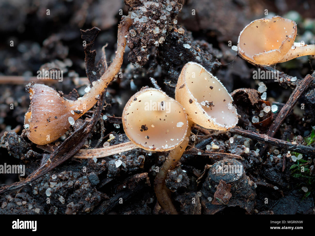 Monilinia johnsonii (biancospino cup) fungo Foto Stock