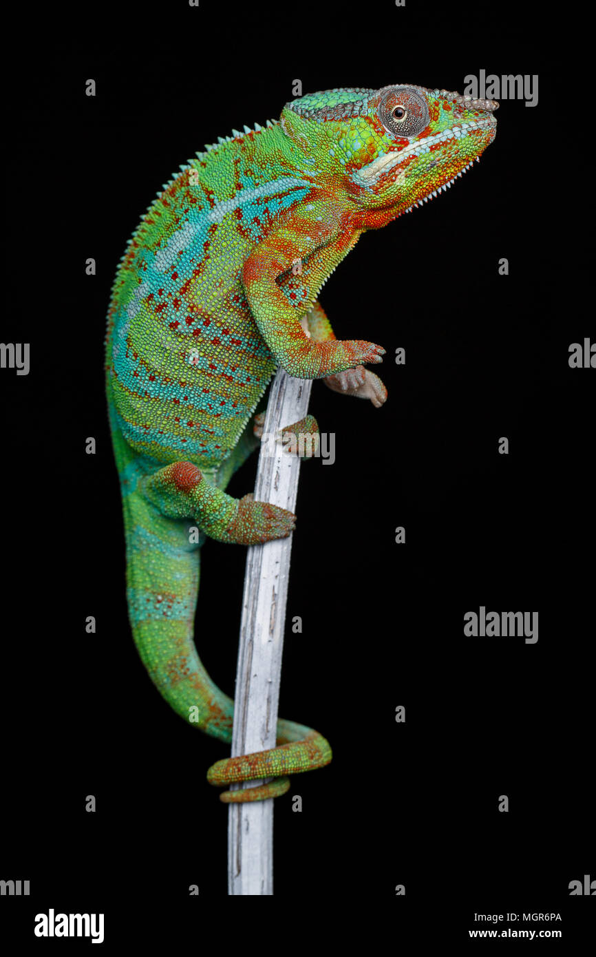 Alive chameleon rettile Foto Stock