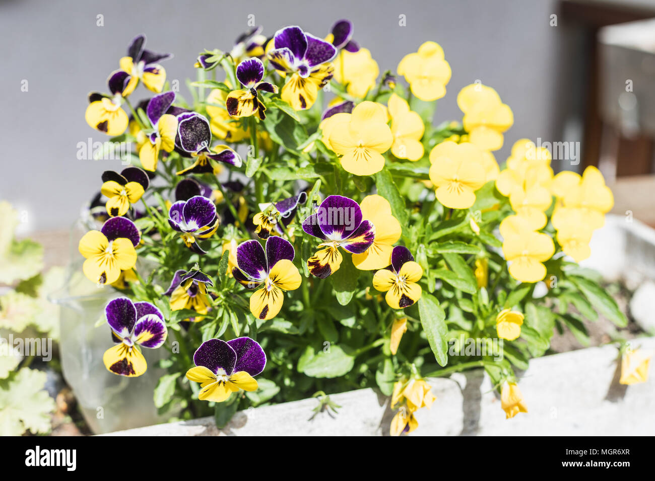 Primo piano di un bel colore giallo e viola viola cornuta o cornuto pansy in giardino Foto Stock