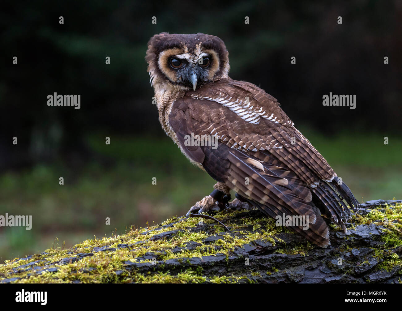 Asia il gufo di legno (Captive Bird) Foto Stock