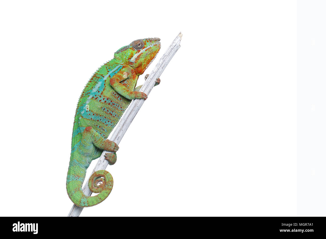 Alive chameleon rettile Foto Stock