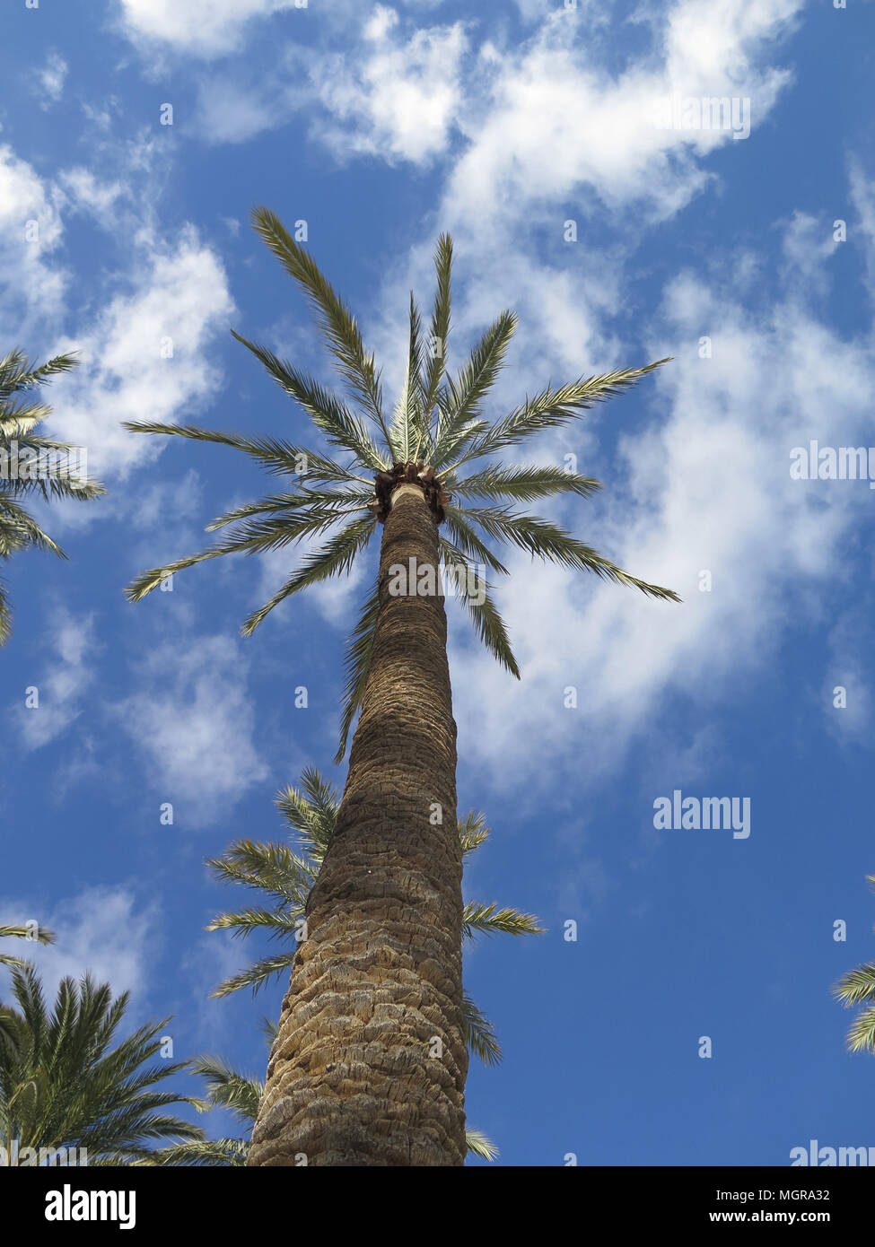 Alberi di Palma contro il cielo blu in Almeria Cathedral Square, Andalusia Foto Stock
