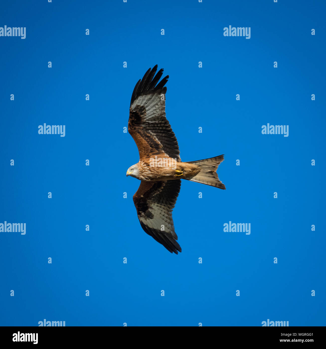 Singola, maestoso aquilone rosso con ali distese in volo e volare alto overhead, impostare contro un profondo cielo blu - North Yorkshire, Inghilterra, Regno Unito. Foto Stock
