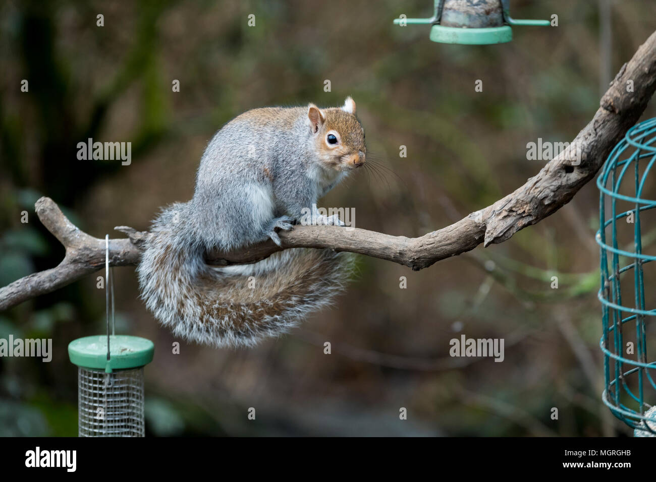 Cheeky thief - fame scoiattolo grigio seduto sul ramo di albero vicino uccelli appesi gli alimentatori di seme pronto a rubare il cibo - giardino, West Yorkshire, Inghilterra, Regno Unito. Foto Stock