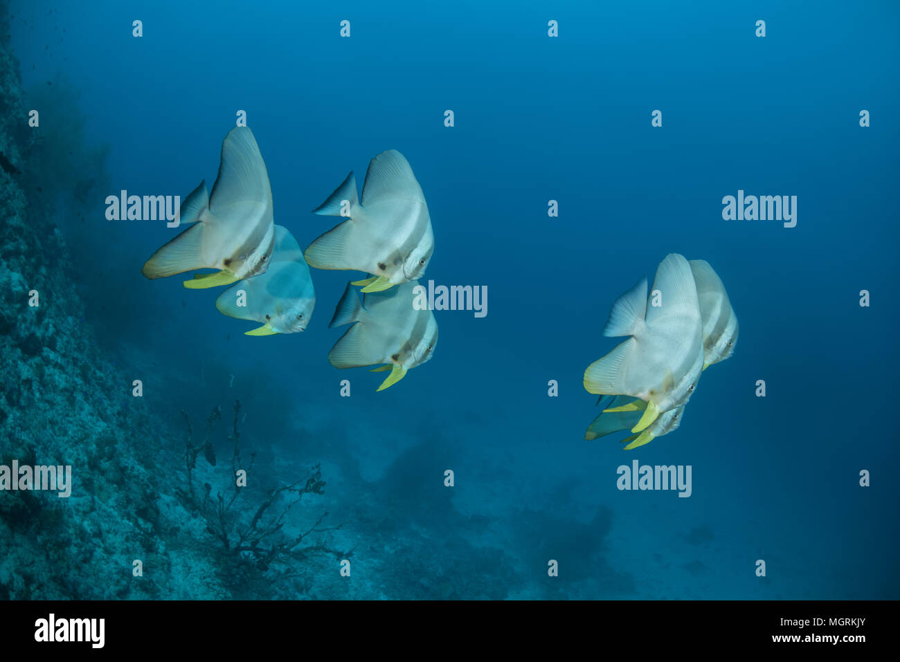Scuola di Longfin (batfish Platax teira) nuota nelle acque blu Foto Stock