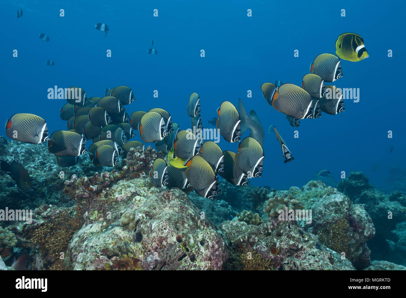 Scuola di butterflyfish pakistani o Redtail Butterflyfish (Chaetodon collare) nuotare sulla barriera corallina Foto Stock