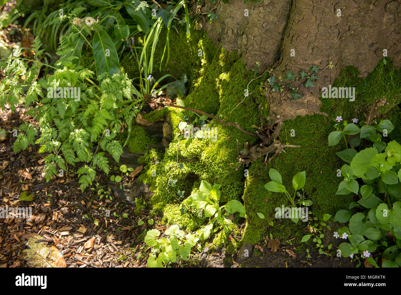 Tronco di alberi ricoperto di muschio circondato da lussureggianti sottobosco e piante di foresta nel bosco primaverile, circondato dalla luce del sole Foto Stock