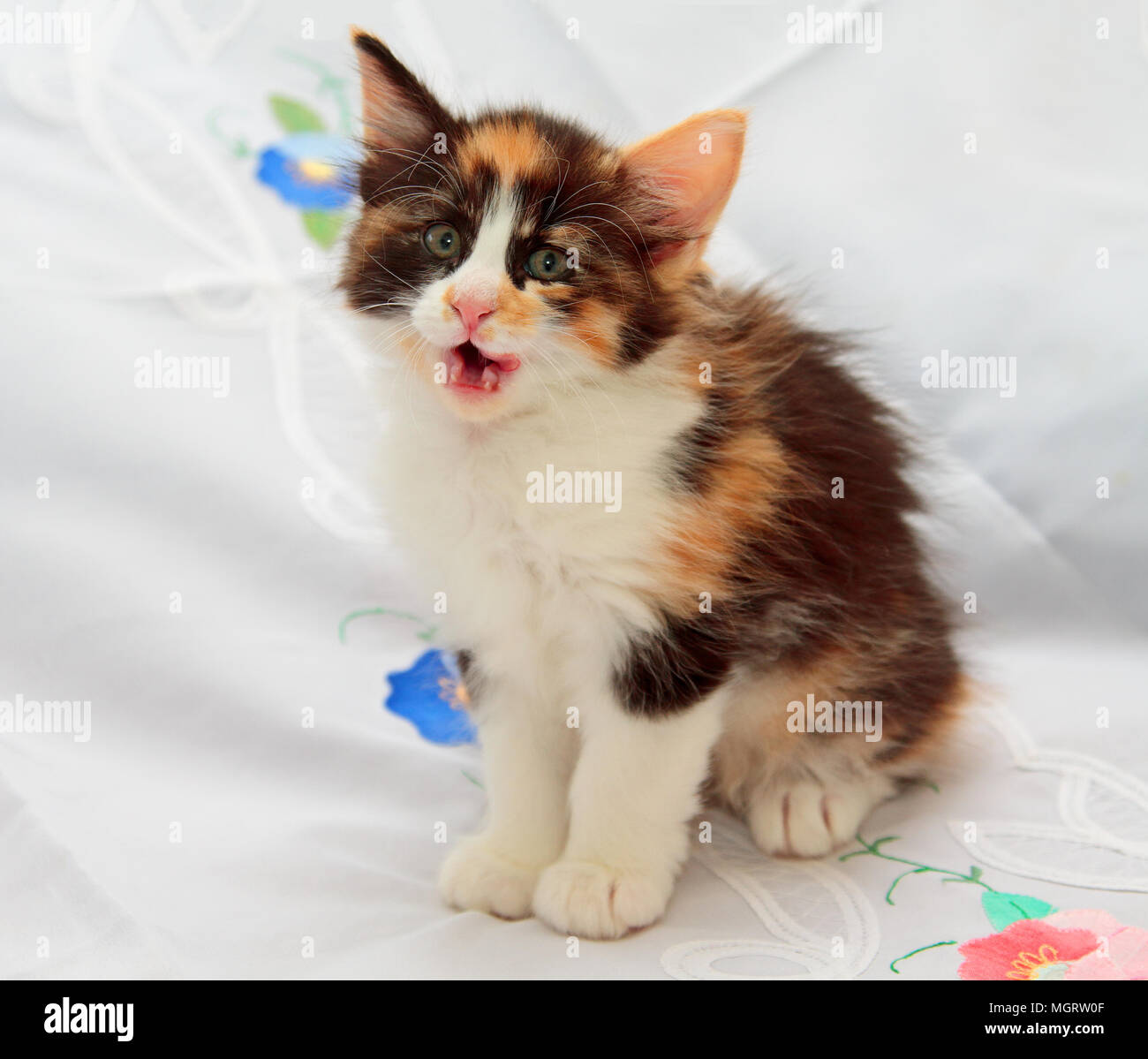 Norvegese delle Foreste cucciolo femmina seduto e parlando Foto Stock