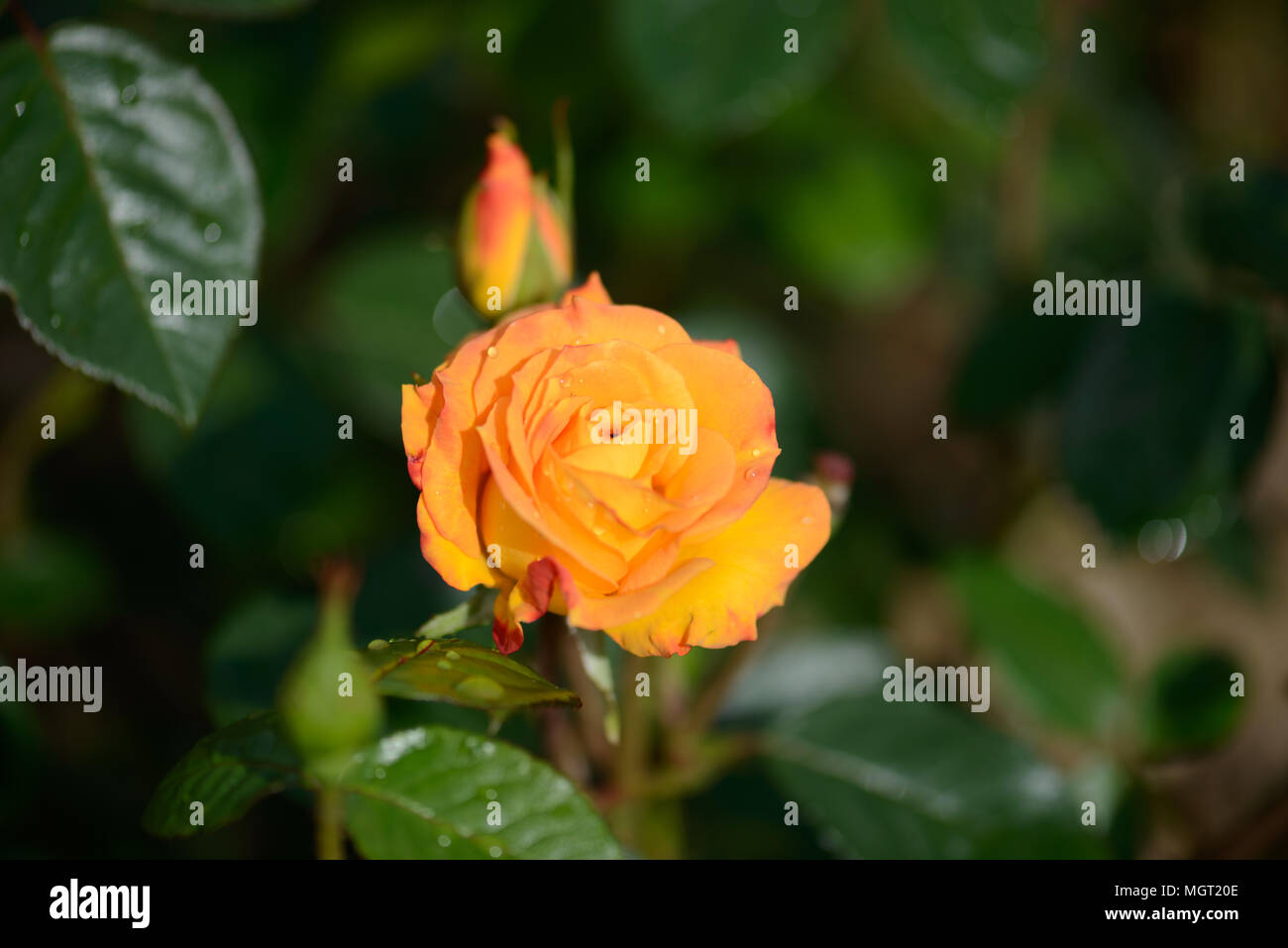 Rosa Arthur Bell Foto Stock