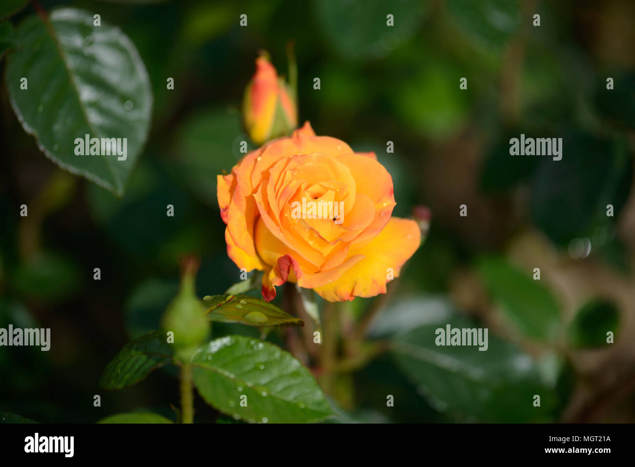 Rosa Arthur Bell Foto Stock
