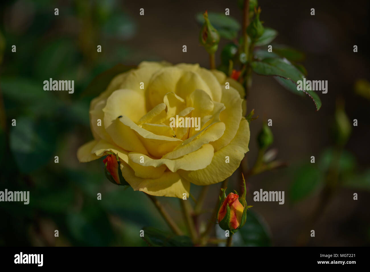 Rosa Arthur Bell Foto Stock