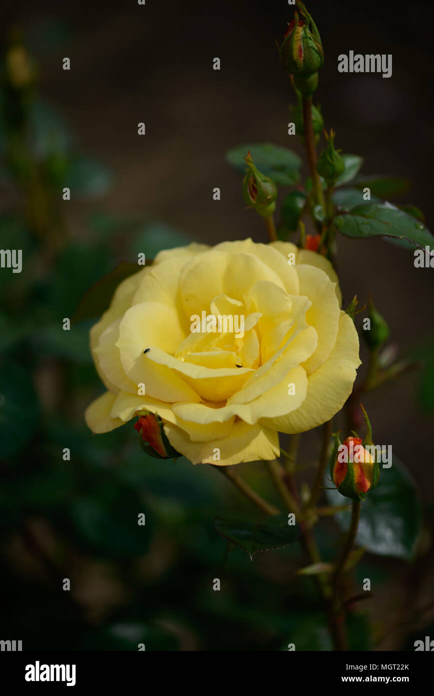 Rosa Arthur Bell Foto Stock