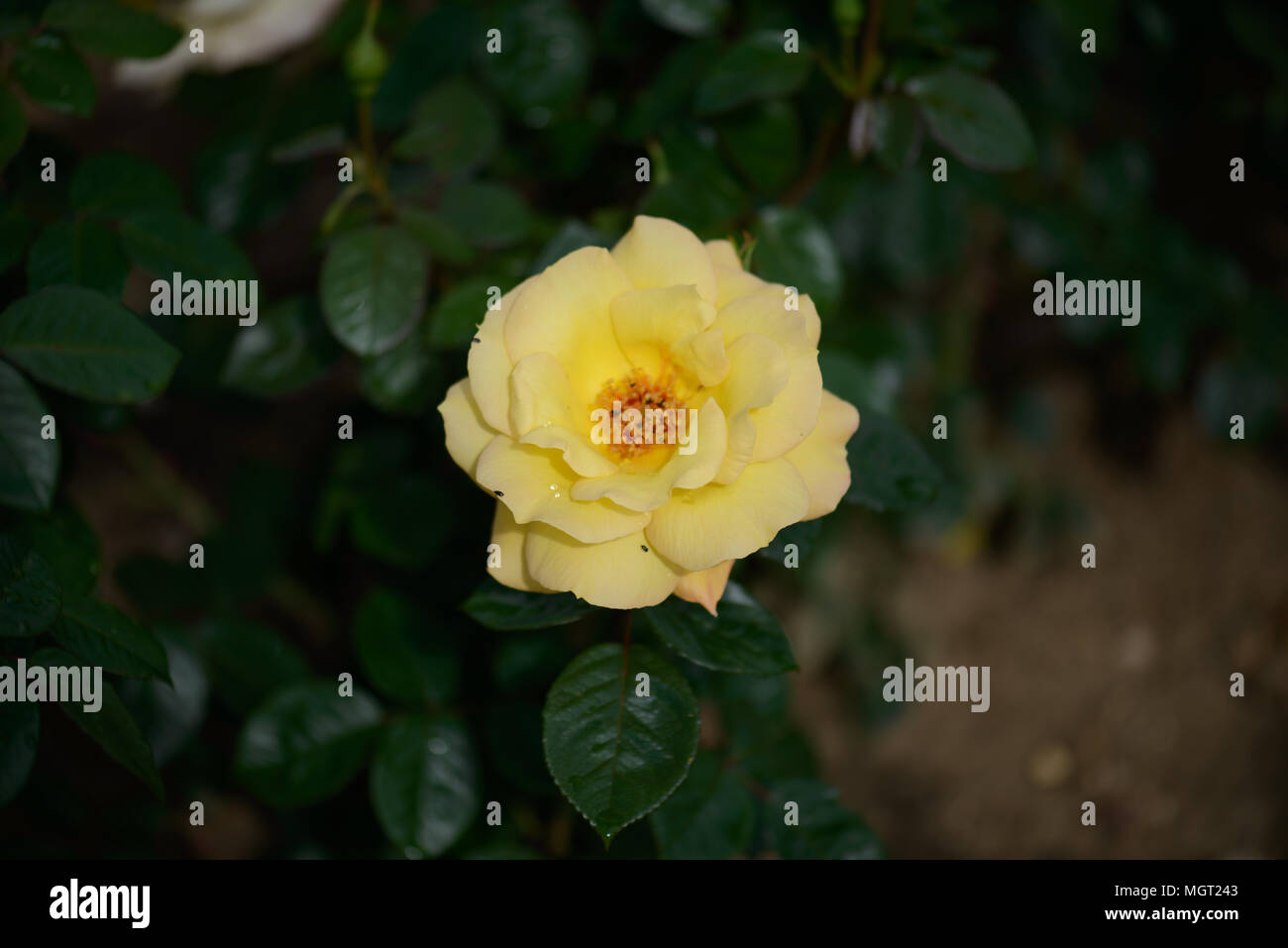 Rosa Arthur Bell Foto Stock