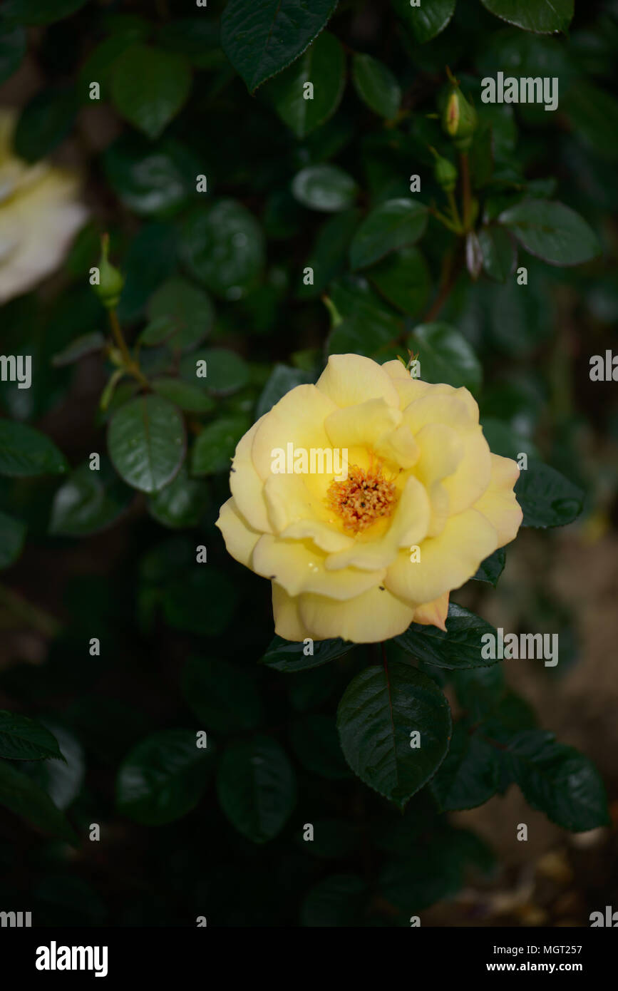 Rosa Arthur Bell Foto Stock