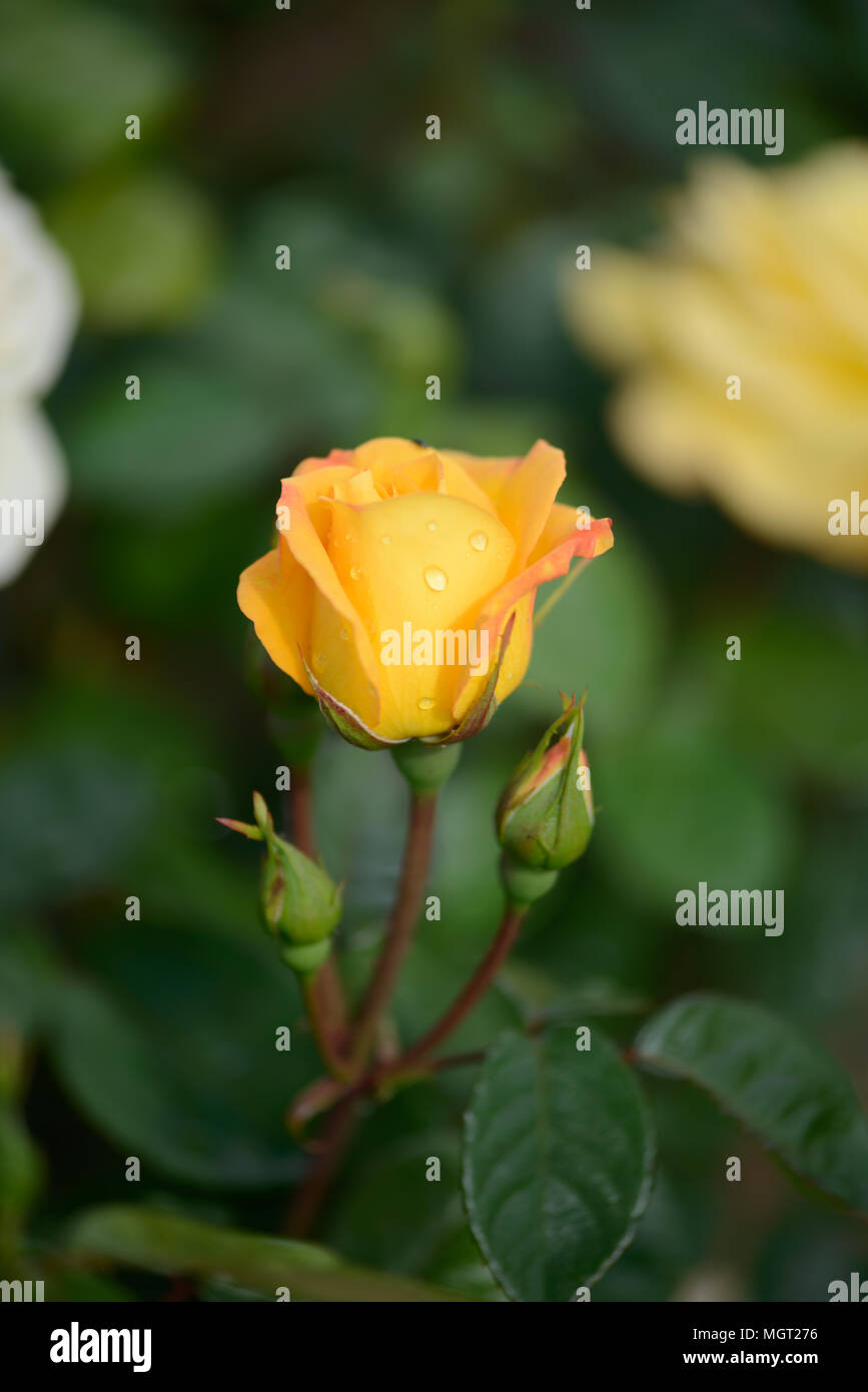 Rosa Arthur Bell Foto Stock