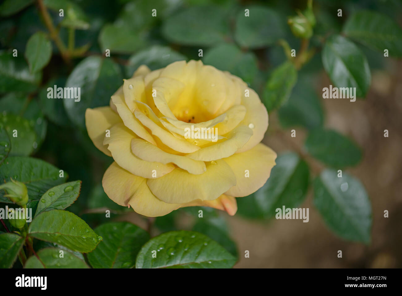 Rosa Arthur Bell Foto Stock