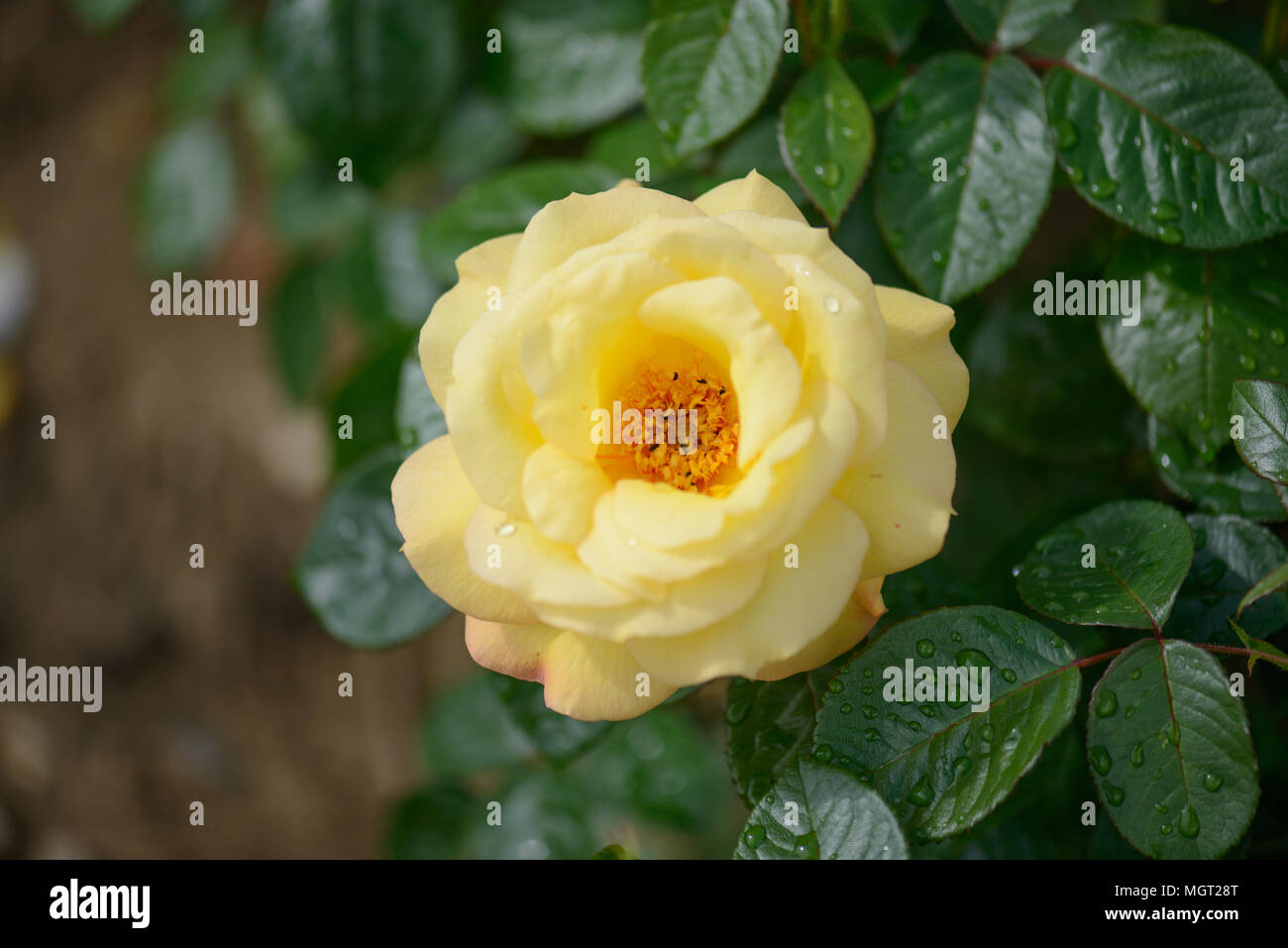 Rosa Arthur Bell Foto Stock