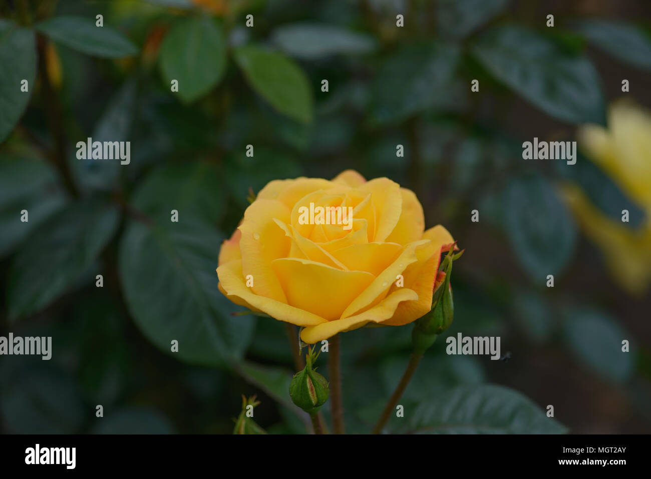 Rosa Arthur Bell Foto Stock