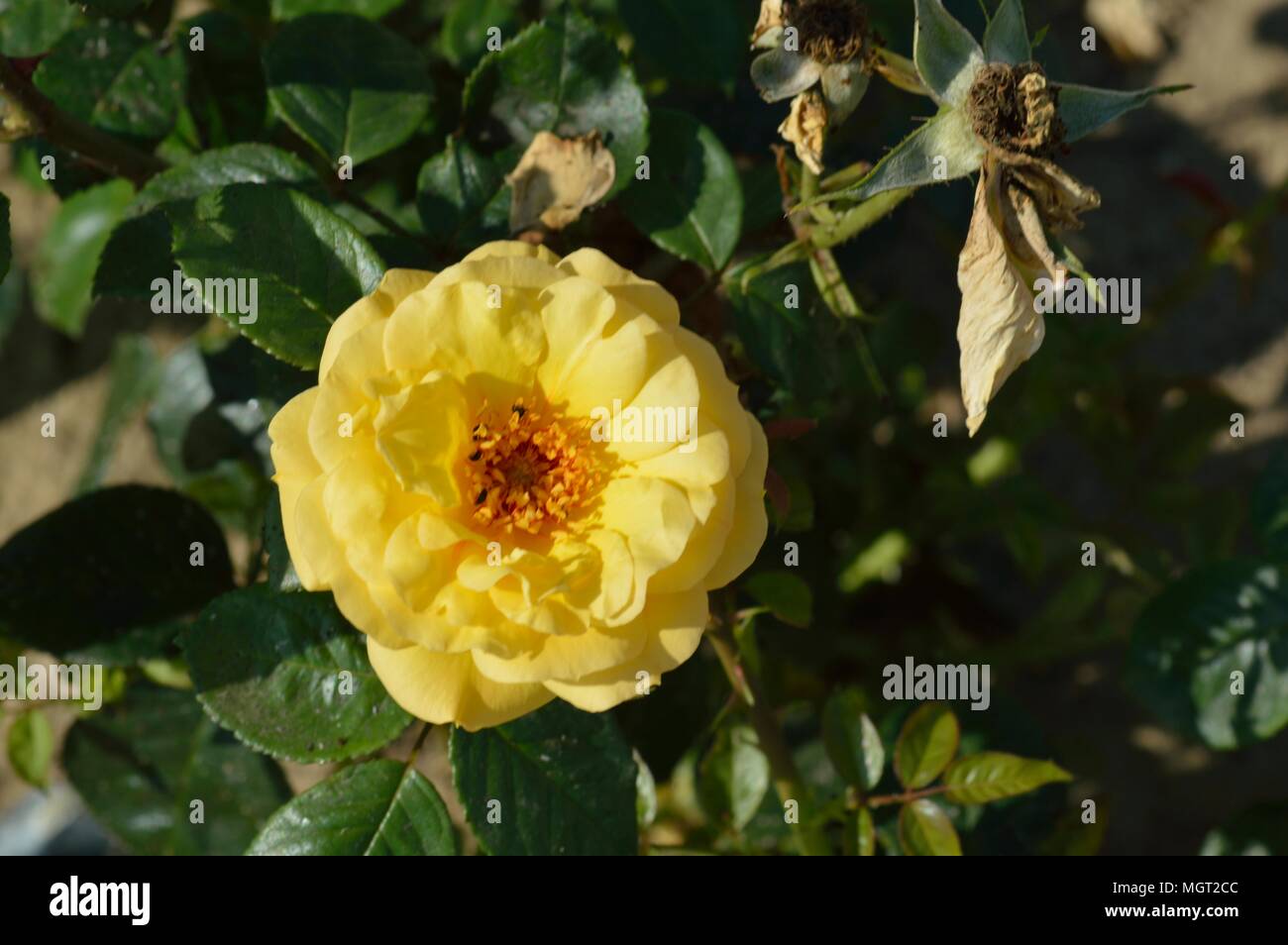 Rosa Arthur Bell Foto Stock