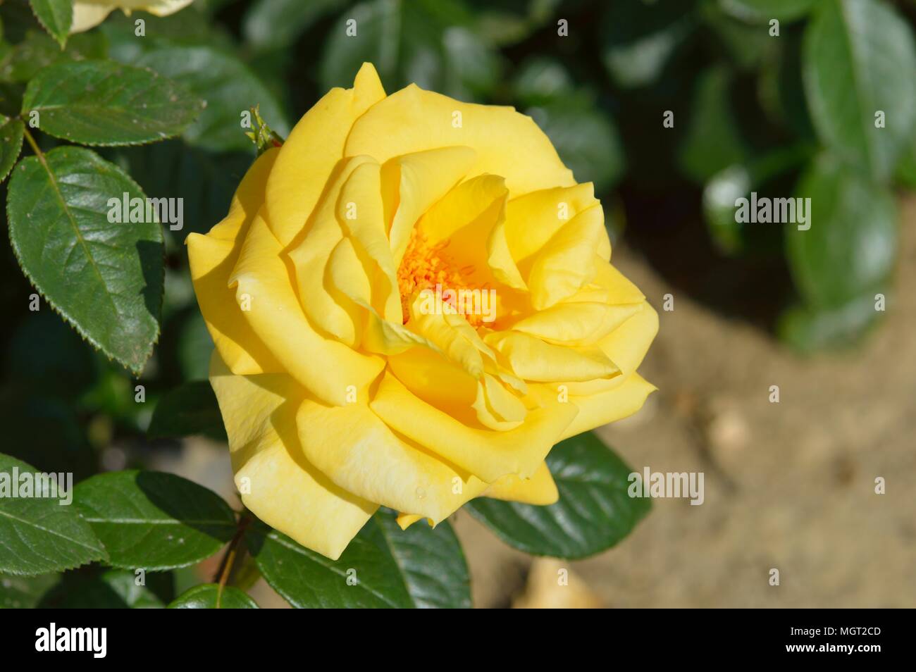 Rosa Arthur Bell Foto Stock