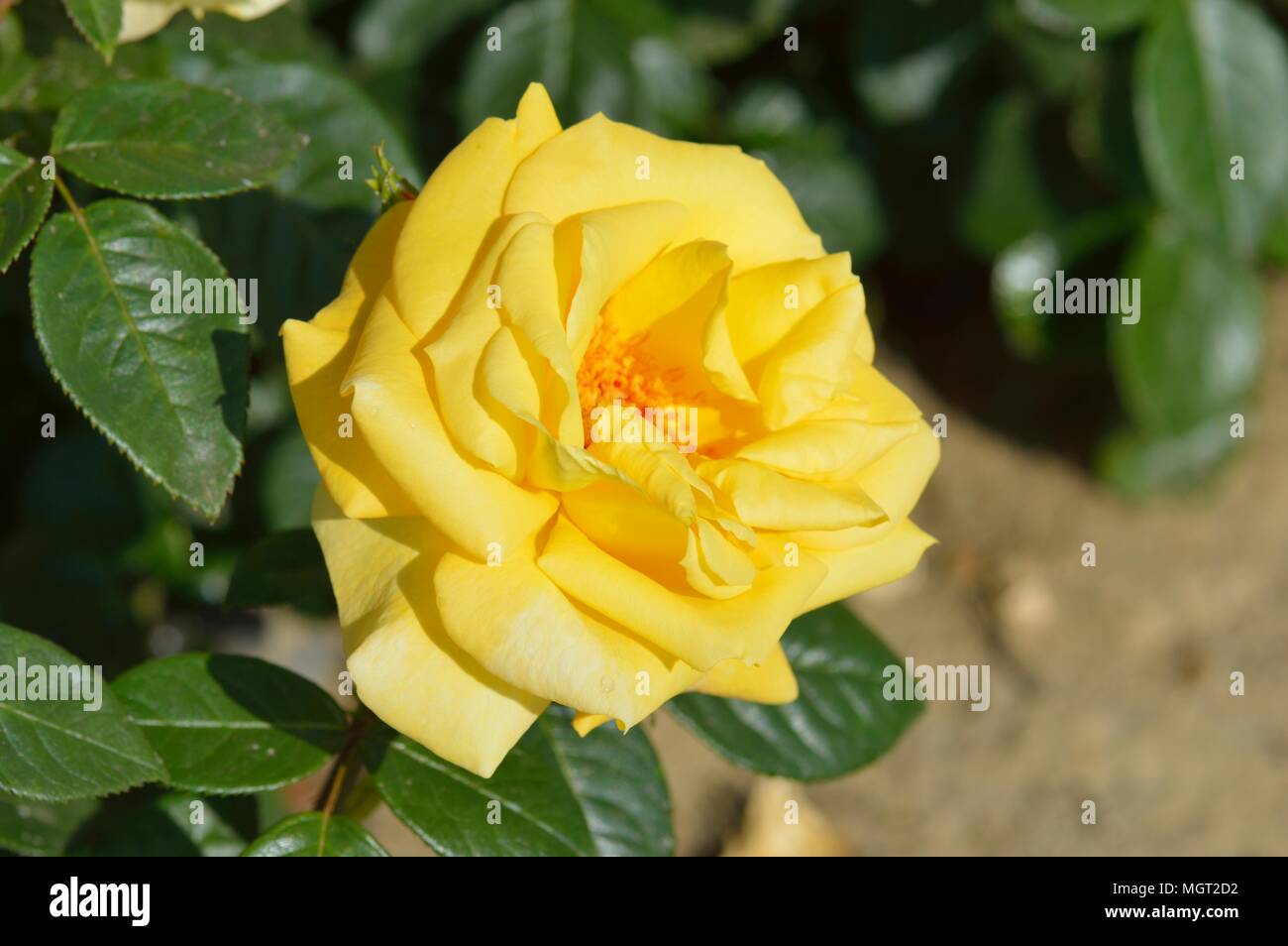 Rosa Arthur Bell Foto Stock