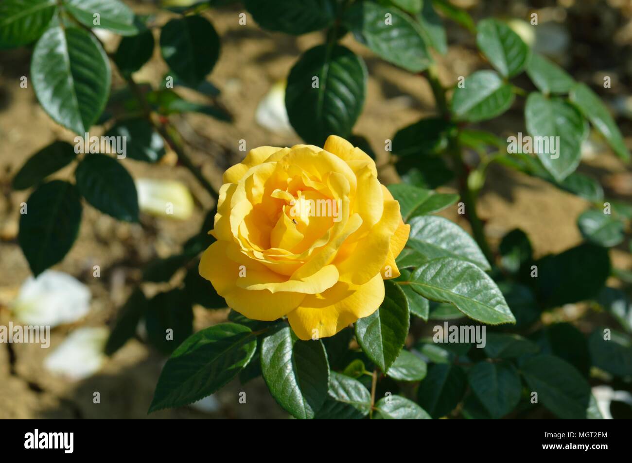Rosa Arthur Bell Foto Stock