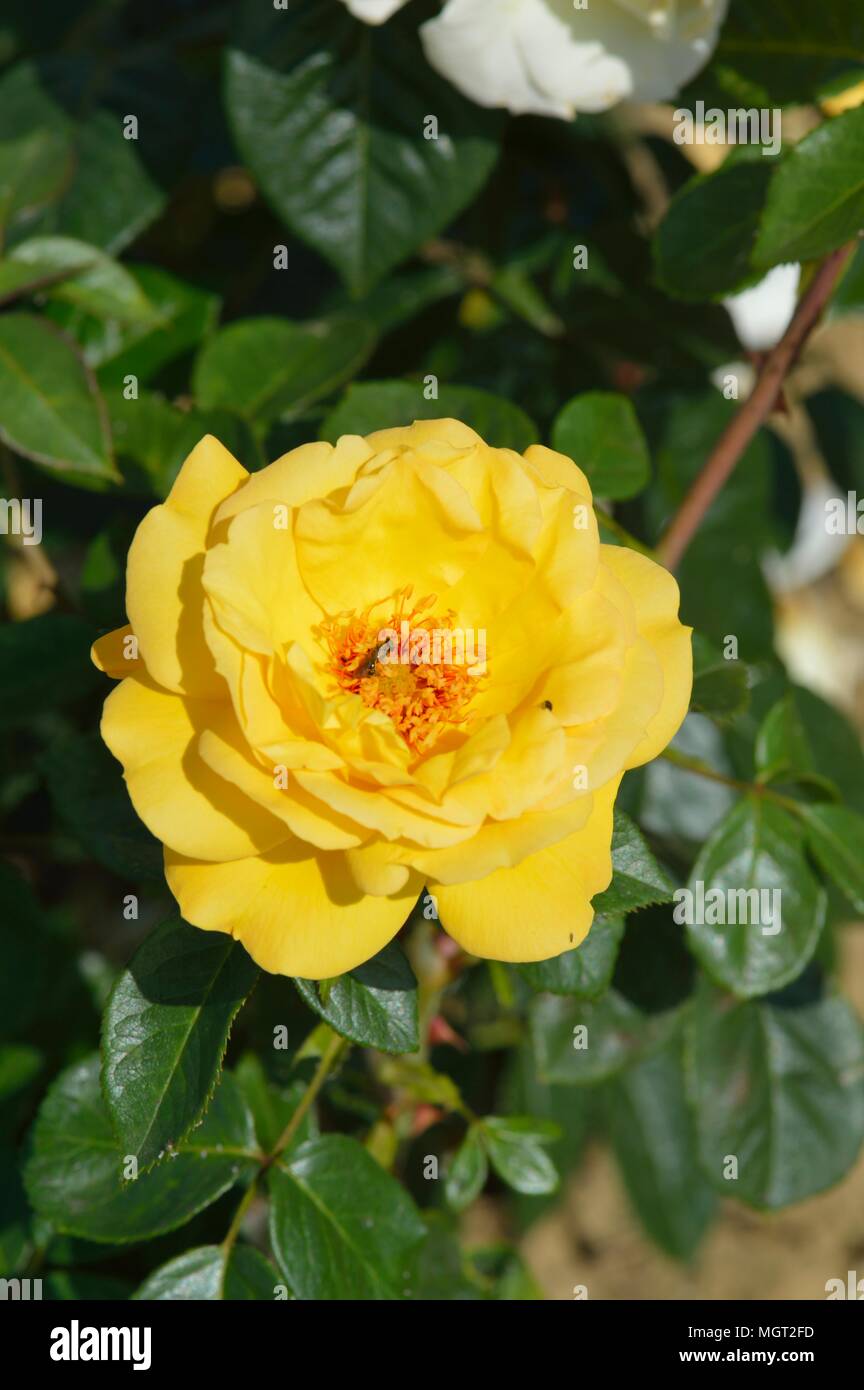 Rosa Arthur Bell Foto Stock