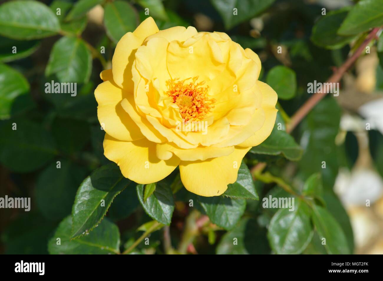 Rosa Arthur Bell Foto Stock