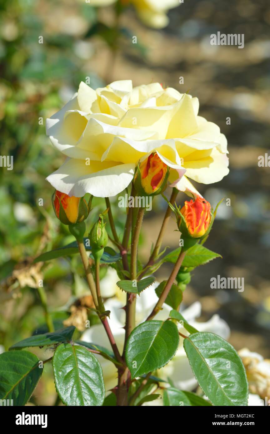 Rosa Arthur Bell Foto Stock