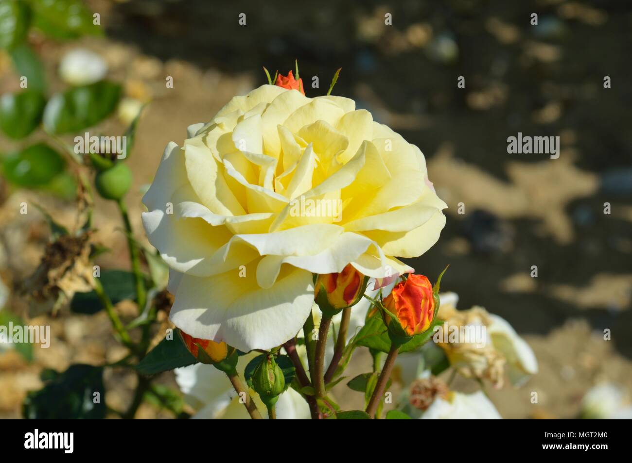 Rosa Arthur Bell Foto Stock