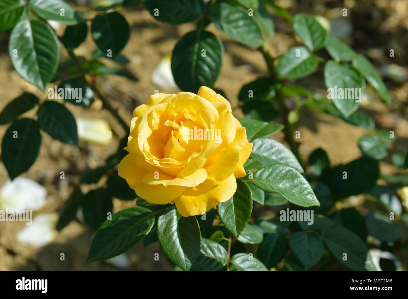 Rosa Arthur Bell Foto Stock