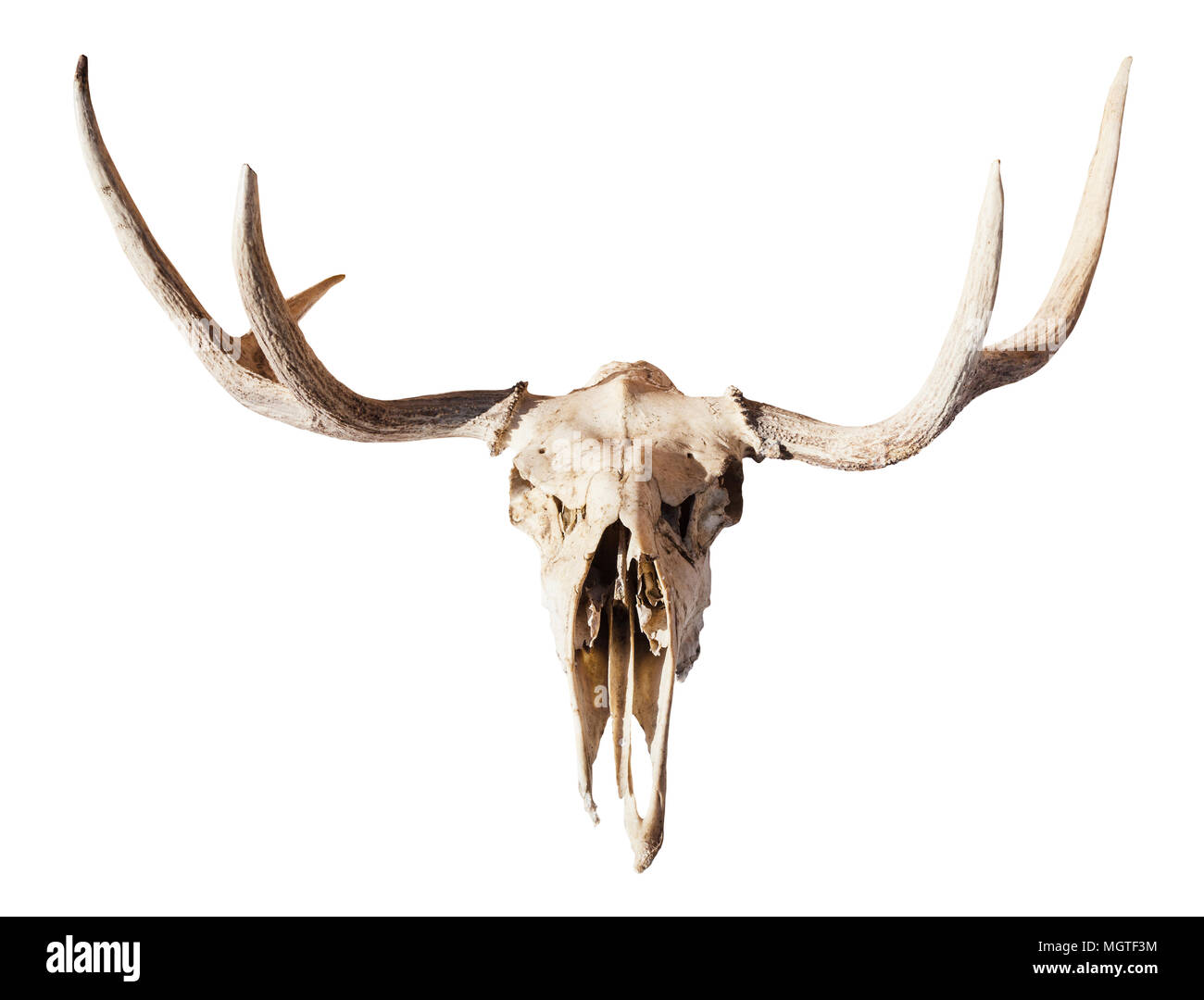 Vista frontale del cranio naturale di giovani alci animale isolato su sfondo bianco da Smolensk Regione della Russia Foto Stock