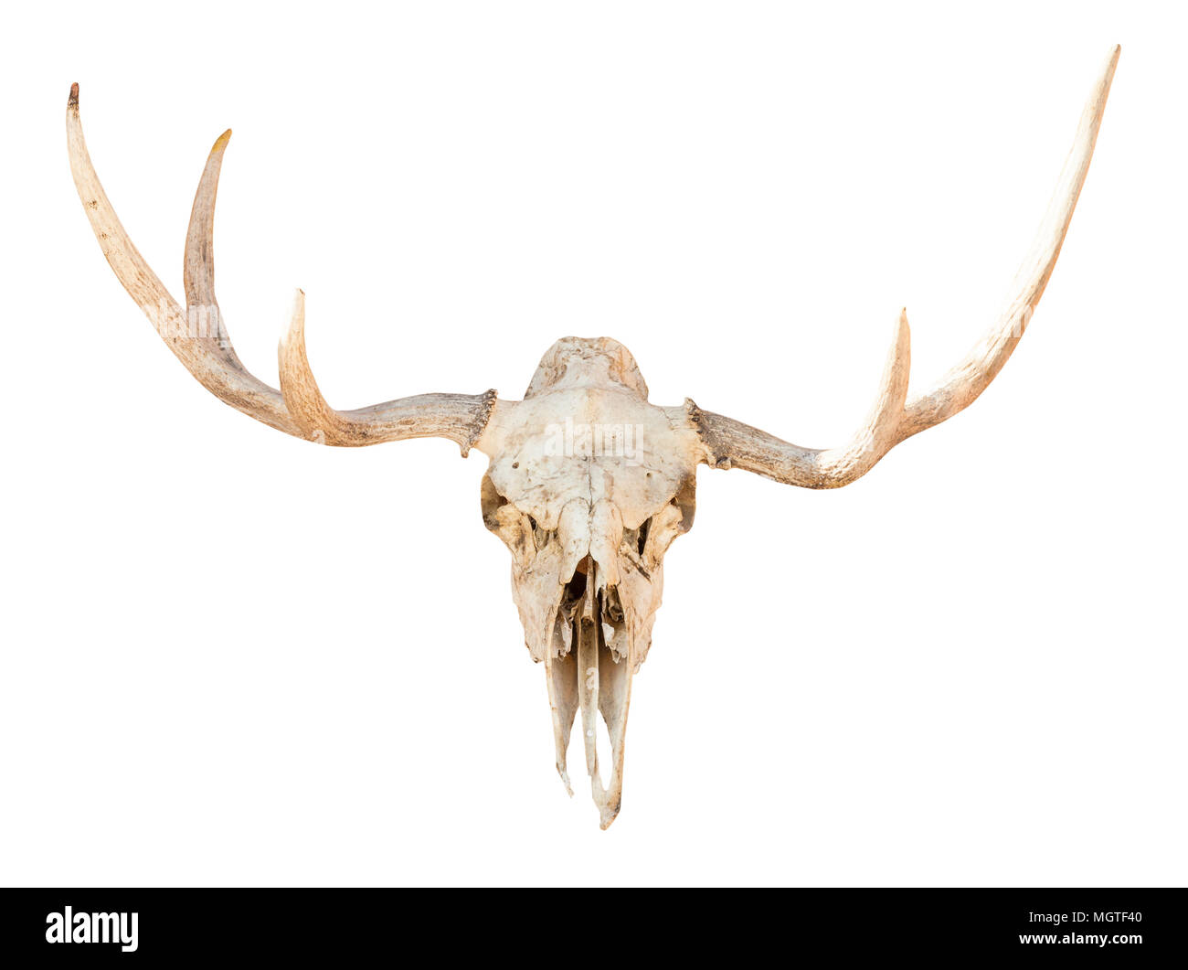 Vista frontale del cranio naturale di giovani animali elk isolato su sfondo bianco da Smolensk Regione della Russia Foto Stock