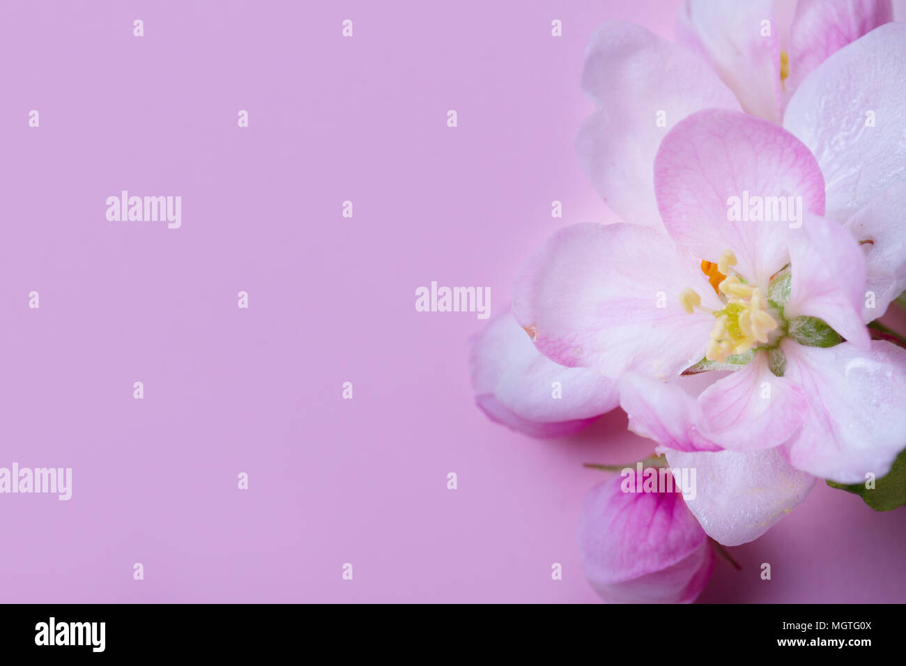 Molla albero di fiori Foto Stock