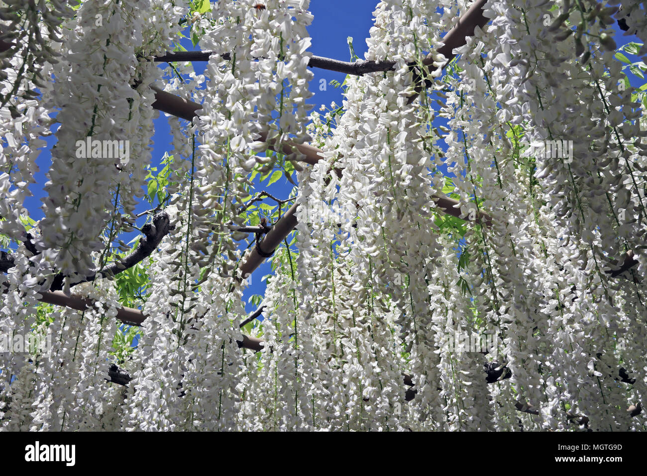 Ashikaga parco floreale, Prefettura di Tochigi, Giappone Foto Stock