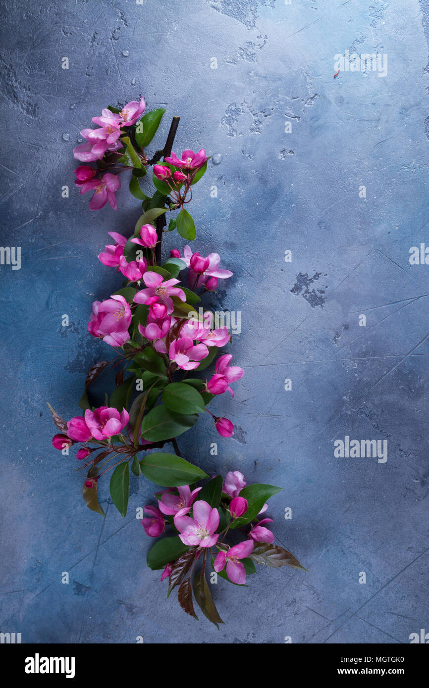 Molla albero di fiori Foto Stock