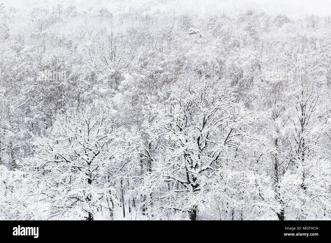 Vista sopra di neve Oak Grove nei boschi del parco Timiryazevskiy a Mosca in inverno Foto Stock