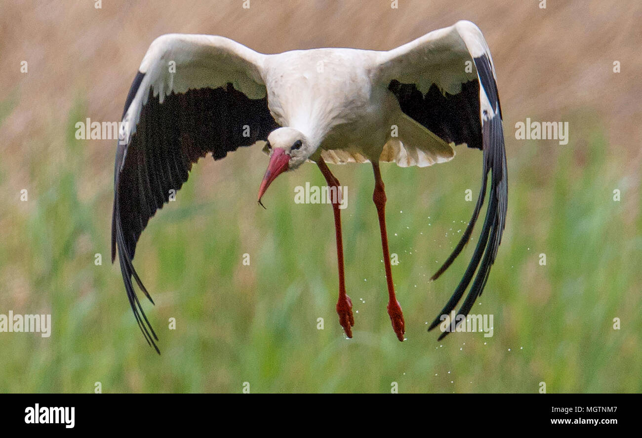 28 aprile 2018, Berkach, Germania: Una cicogna bianca decolla in direzione del suo nido e inietta un po' d'acqua. Mentre un partner è la cova e l'altro va in cerca di cibo nei prati umidi intorno a. Foto: Boris Roessler/dpa Foto Stock